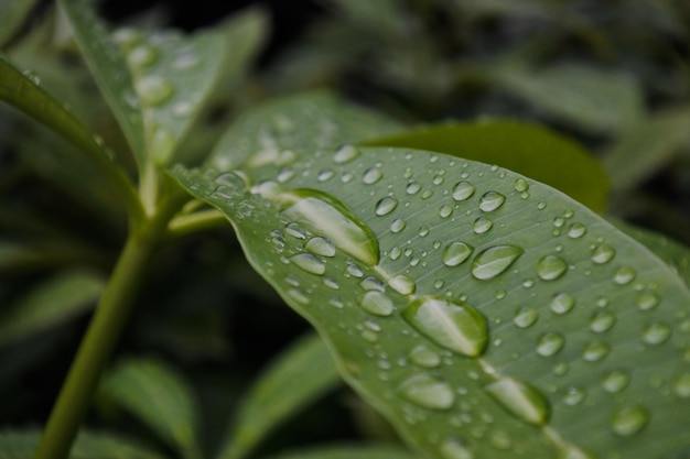 雨季の湿った植物の葉のクローズアップ
