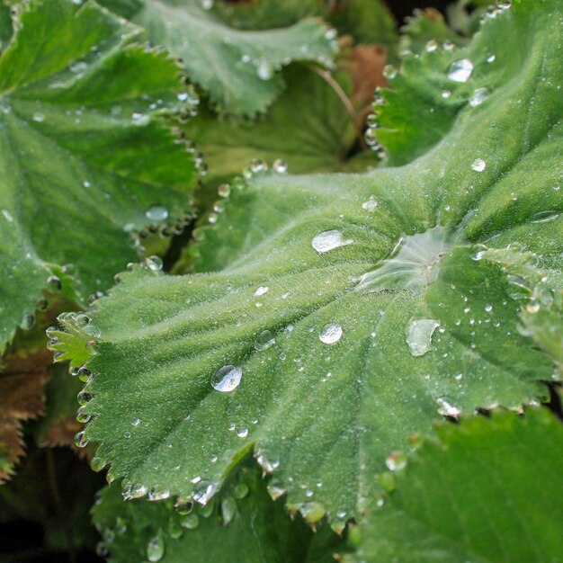 雨季の湿った植物の葉のクローズアップ