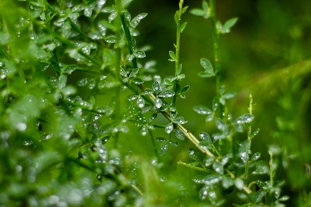 雨季の湿った植物の葉のクローズアップ