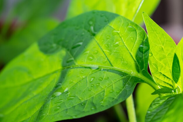 雨季の湿った植物の葉のクローズアップ