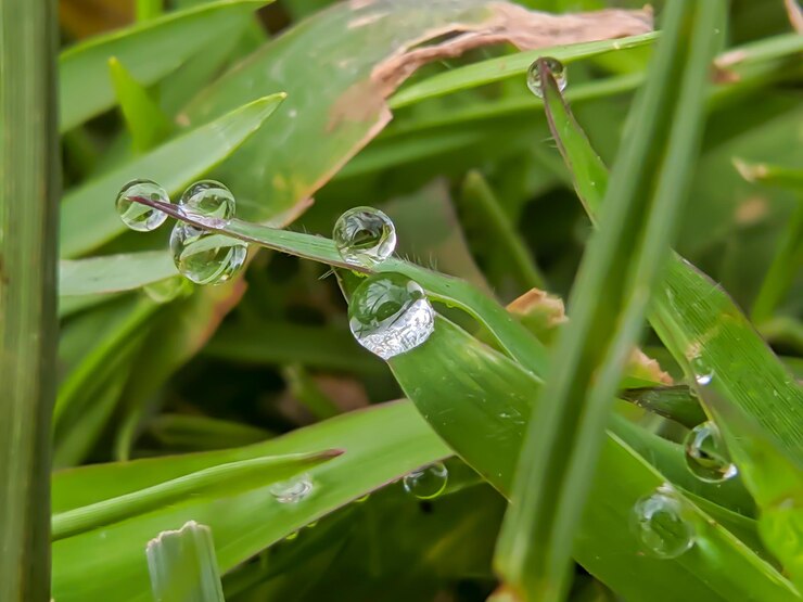 Photo close-up of wet plant leaves