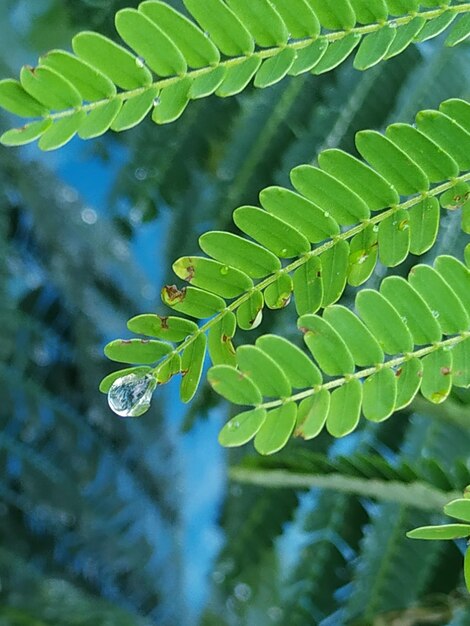 Close-up of wet plant leaves