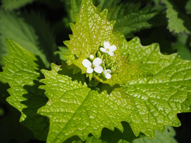 Foto close-up di foglie umide di piante