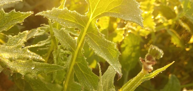 Close-up of wet plant leaves