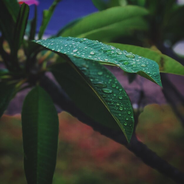 Close-up of wet plant leaves