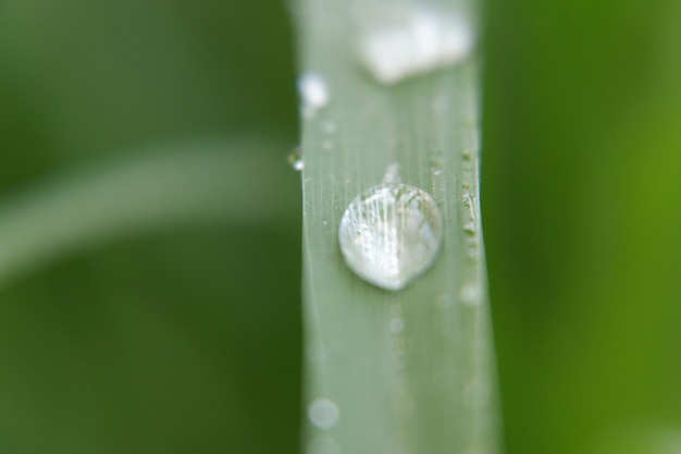 Photo close-up of wet plant leaves