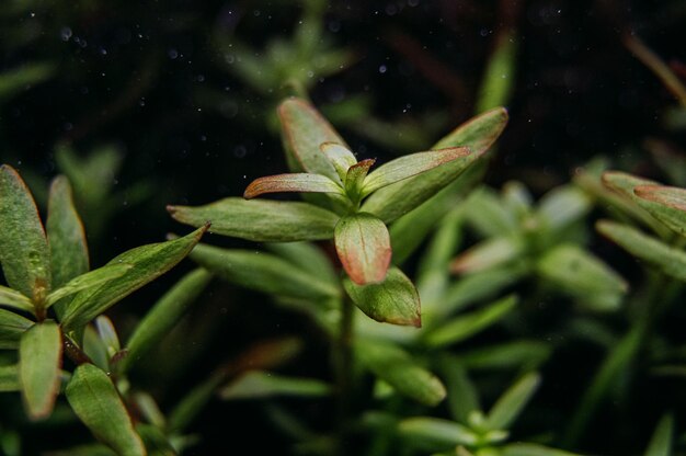 Foto close-up di foglie umide di piante