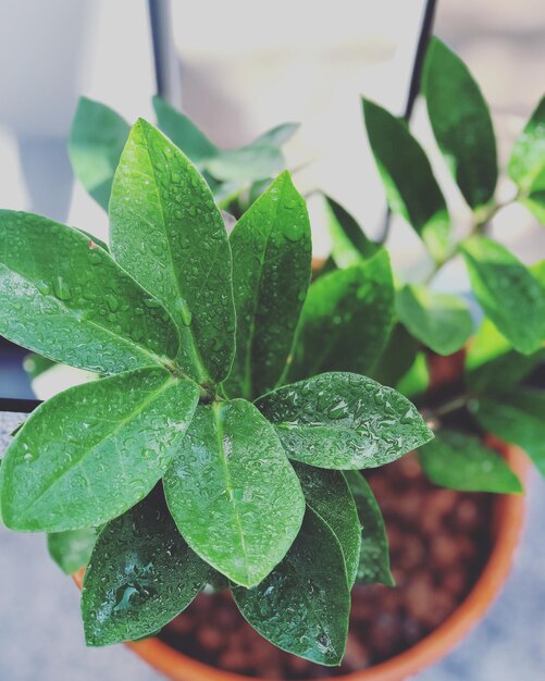 Close-up of wet plant leaves