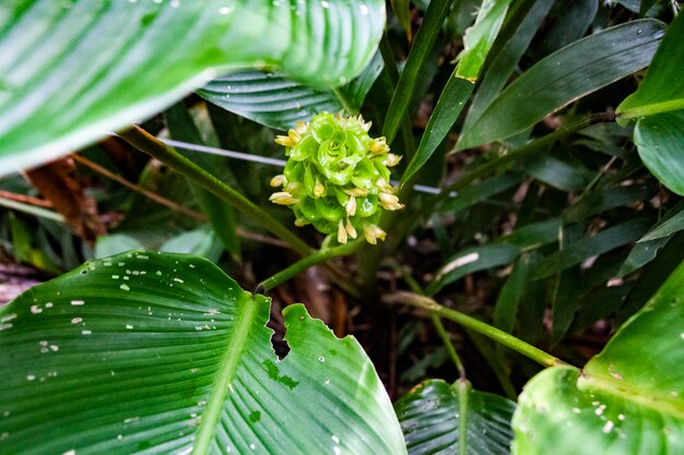 Close-up of wet plant leaves