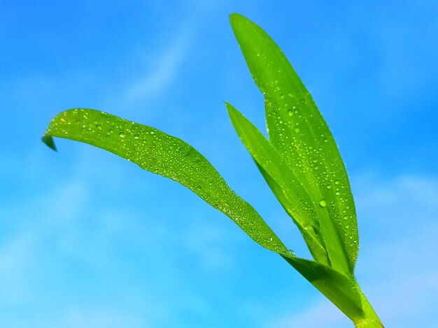 Close-up of wet plant leaves