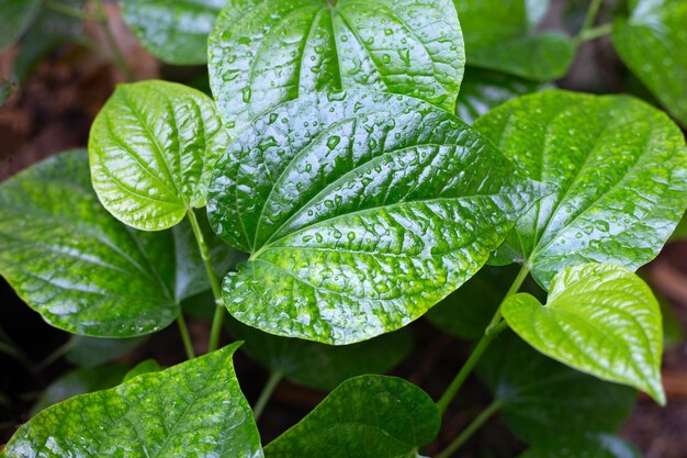 Close-up of wet plant leaves