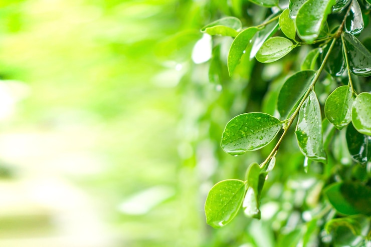 Photo close-up of wet plant leaves