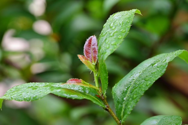 Close-up of wet plant leaves