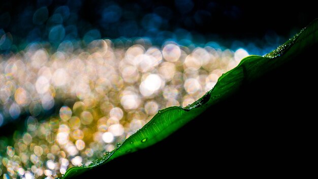 Photo close-up of wet plant leaves