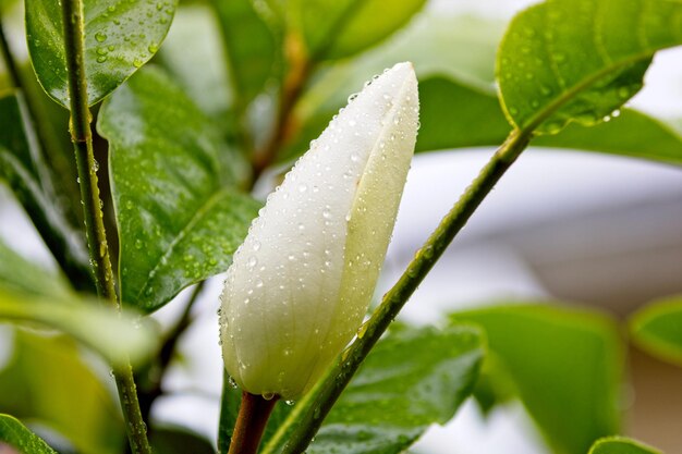 Photo close-up of wet plant leaves