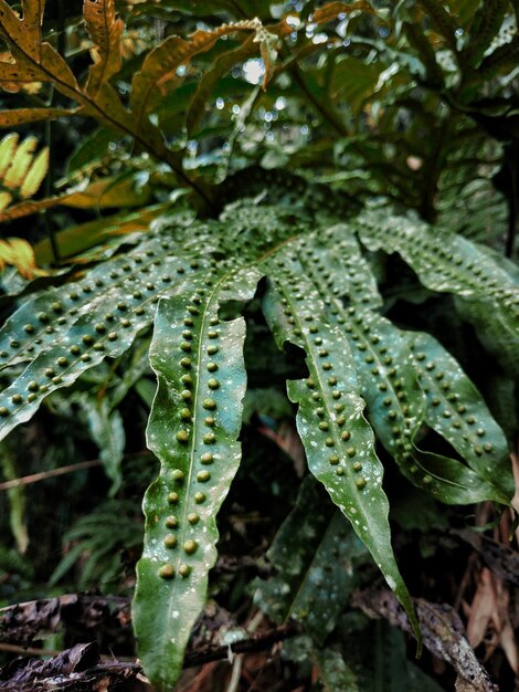 Photo close-up of wet plant leaves