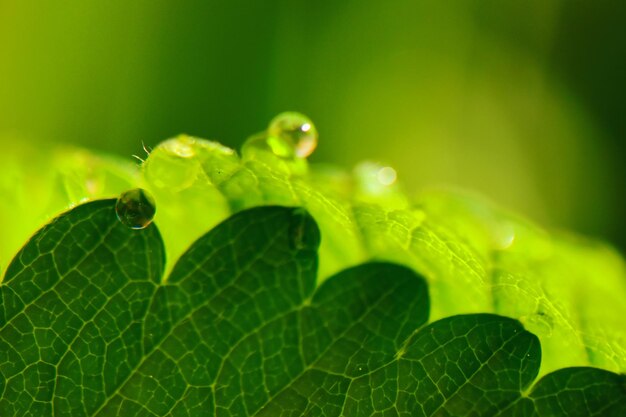 Close-up of wet plant leaves