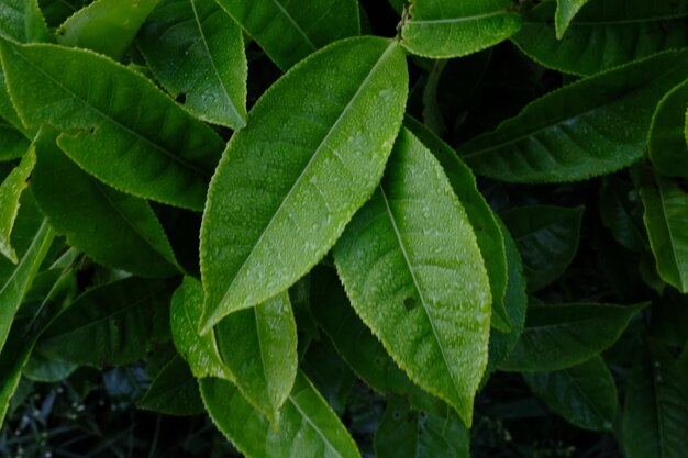 Close-up of wet plant leaves