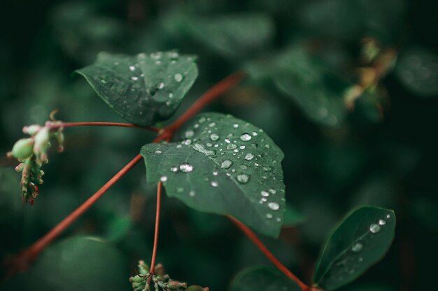 Close-up of wet plant leaves