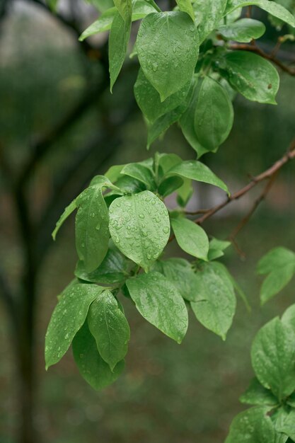 Close-up of wet plant leaves