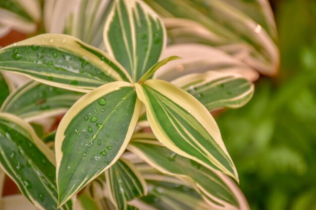 Photo close-up of wet plant leaves