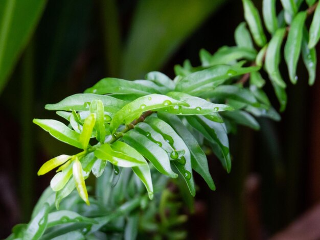 Photo close-up of wet plant leaves