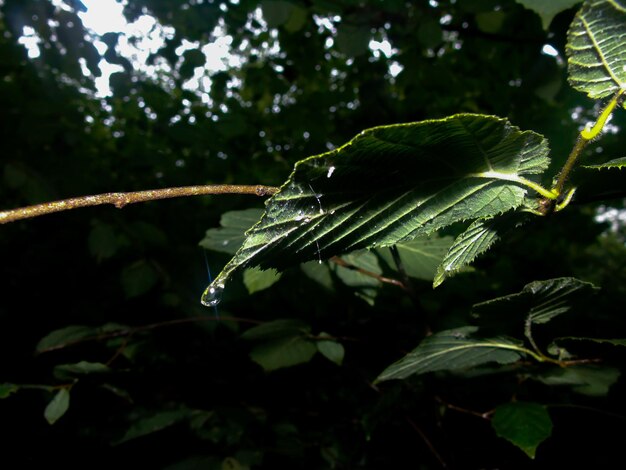 Foto close-up di foglie di piante umide