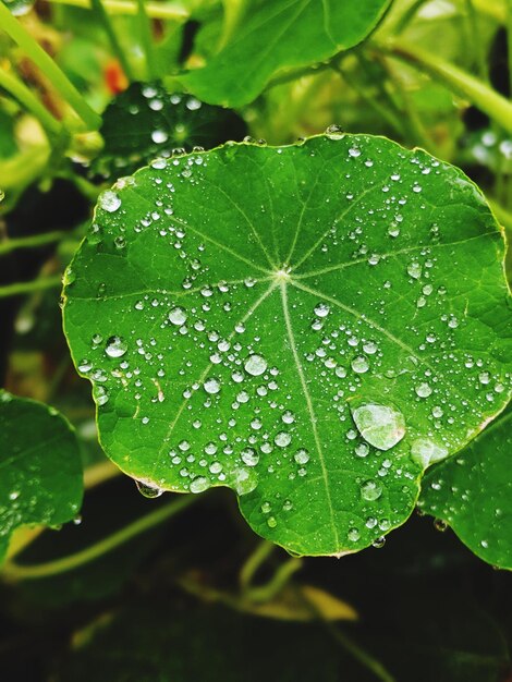 湿った植物の葉のクローズアップ