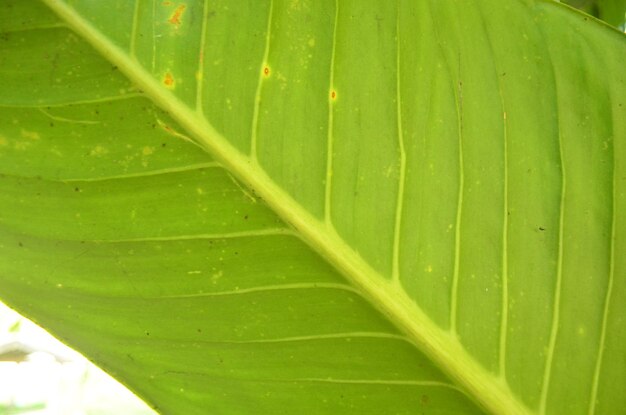 Close-up of wet plant leaves