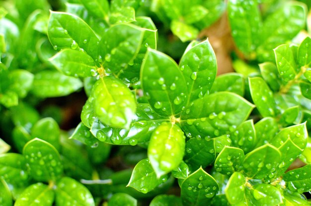 Close-up of wet plant leaves