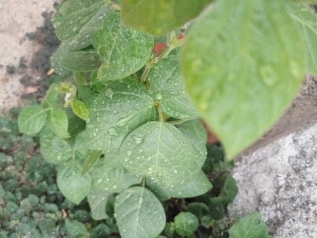 Close-up of wet plant leaves