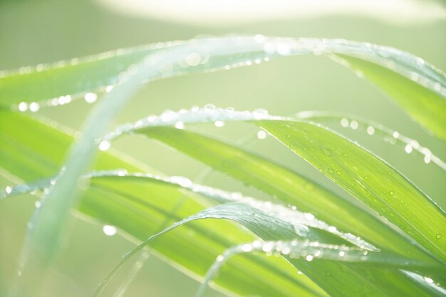 Photo close-up of wet plant leaves