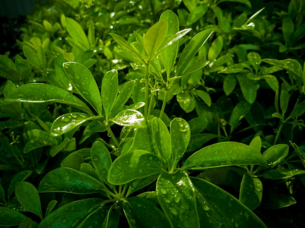 Close-up of wet plant leaves