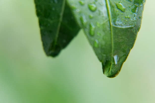雨季の湿った植物のクローズアップ