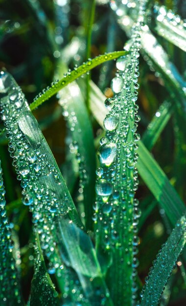 雨季の湿った植物のクローズアップ