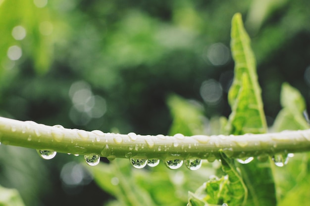 雨季の湿った植物のクローズアップ
