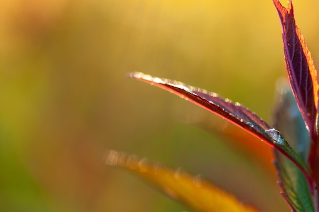 雨季の湿った植物のクローズアップ