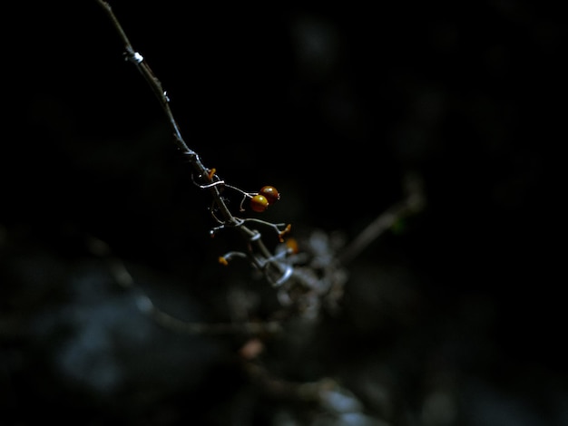 Photo close-up of wet plant twig against black background