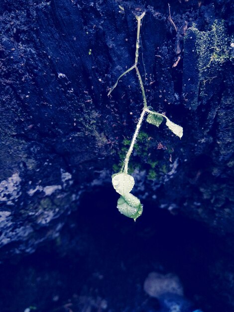 Foto prossimo piano di pianta umida su legno