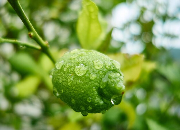 Close-up of wet plant