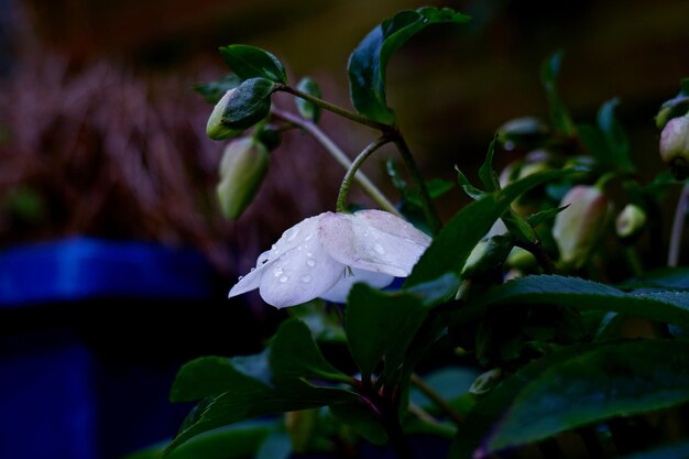 Photo close-up of wet plant