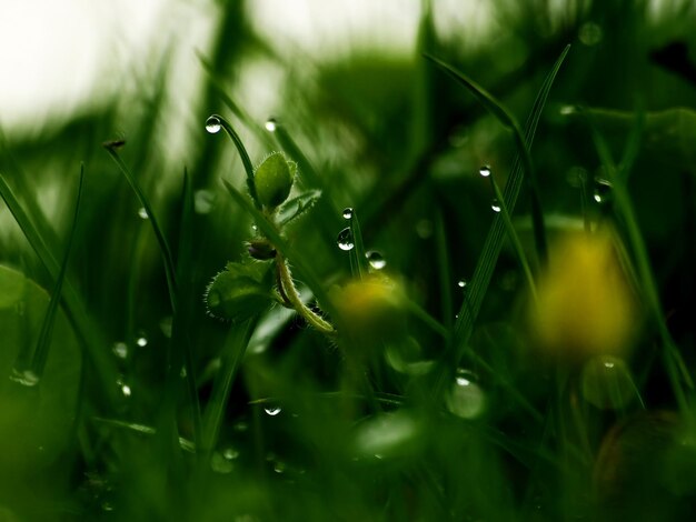 Photo close-up of wet plant