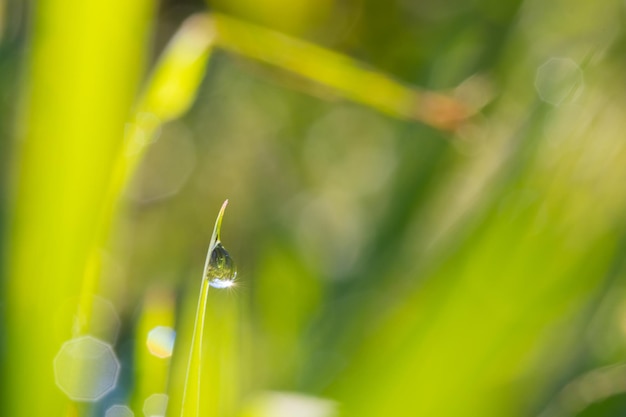 Close-up of wet plant