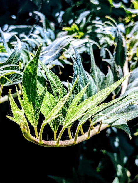 湿った植物のクローズアップ