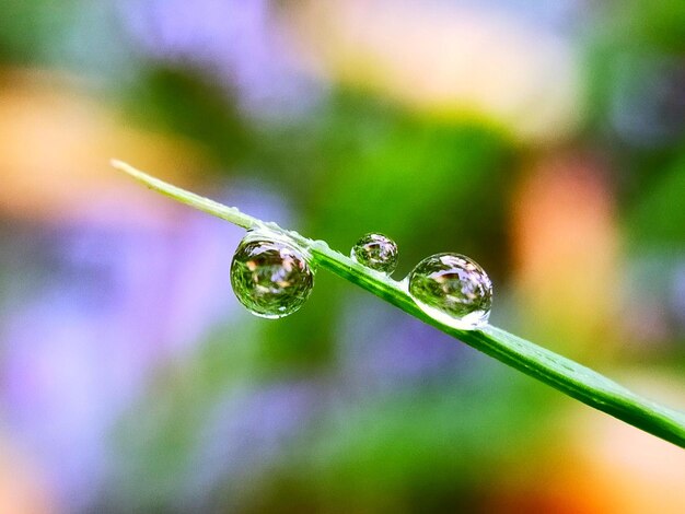 Close-up of wet plant