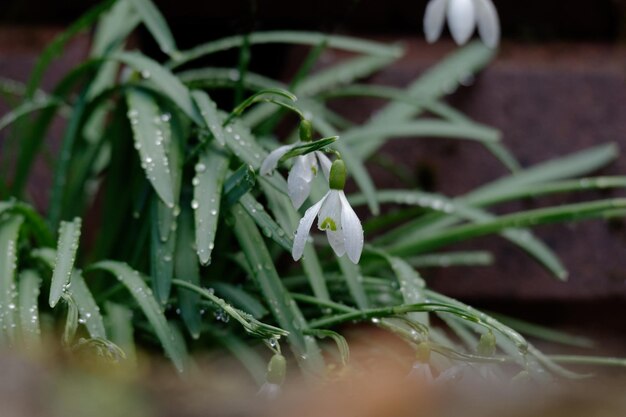 Close-up of wet plant