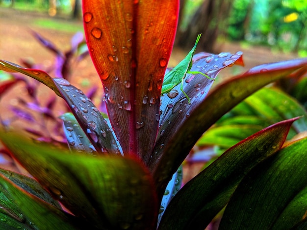 Close-up of wet plant