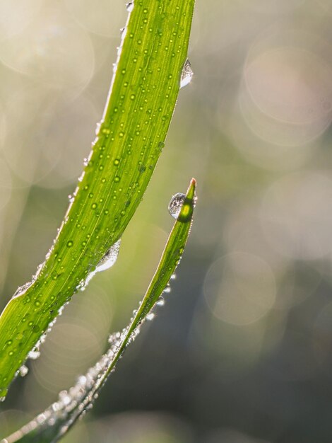 Close-up of wet plant