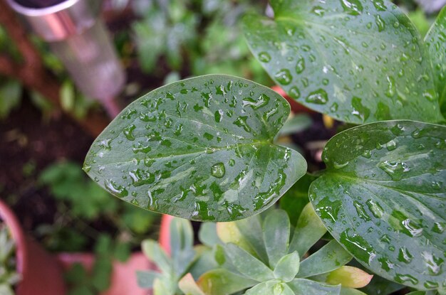 Photo close-up of wet plant