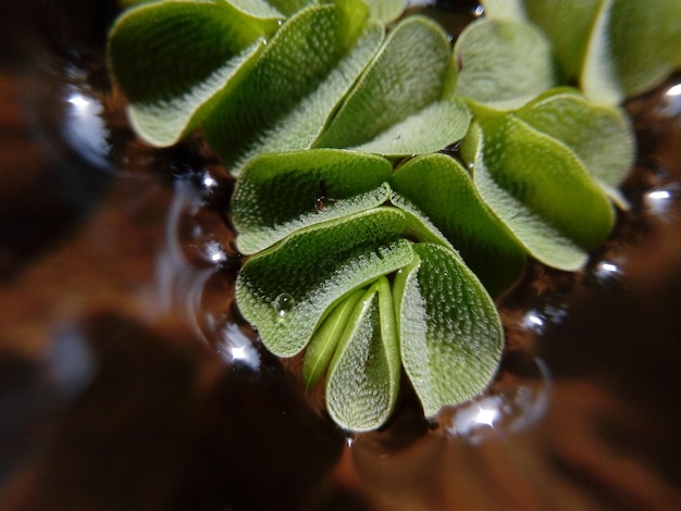 Foto prossimo piano dell'impianto umido